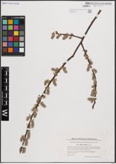 Foto von Salix cinerea L.